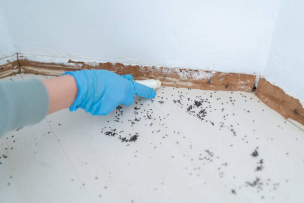 Best Ant Control Services  in Mariemont, OH